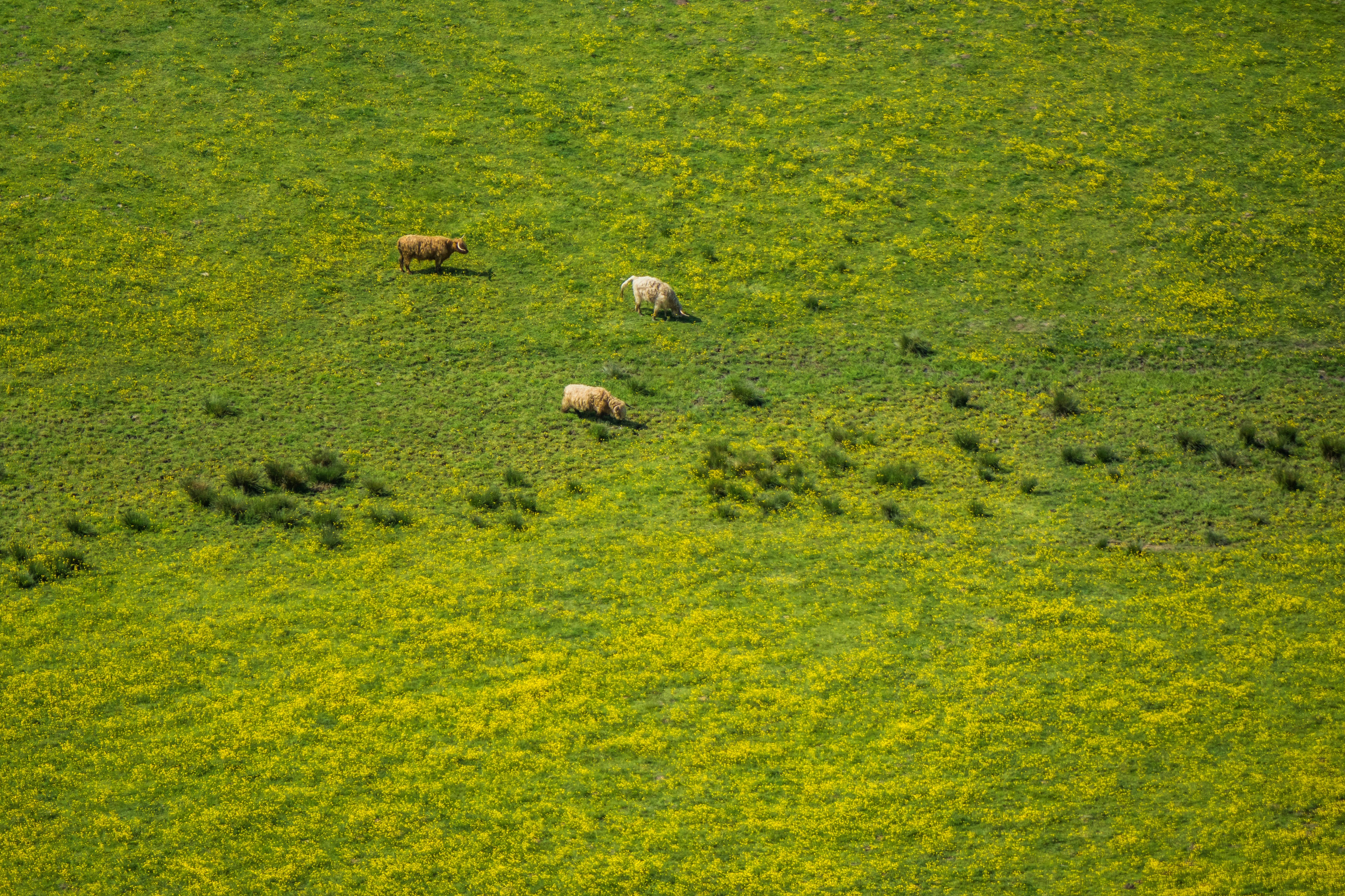 bird's eye photography of green grass field